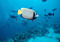IMPERATOR-KAISERFISCH, INSEL BAROS, RESORT HOTEL, NORD MALE ATOLL, MALEDIVEN