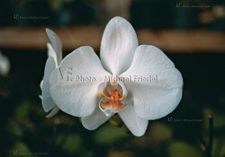 HAWAII BOTANICAL TROPICAL GARDEN, HILO BAY, ONOMEA, BIG ISLAND HAWAII, HAWAII, USA, Phalenopsis Hybrid Orchidee
