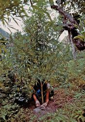 Hanf, Marihuana, Cannabis, Pflanze, West Maui Forest Reserve, Hawaii, Maui, USA